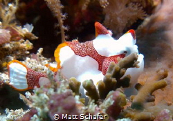 Clown Frogfish Hiding from Big Current in Nusa Penida's C... by Matt Schafer 